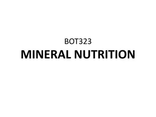 Mineral Nutrition in Plants