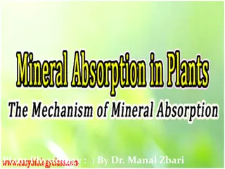 Mineral Absorption in Plants: Mechanisms and Types