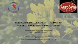 Cultivating Forage Rape with Forage Pea for Winter Feed Production