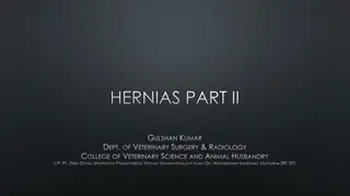 Perineal Hernias in Veterinary Surgery