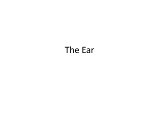 Explore the Anatomy of the Ear