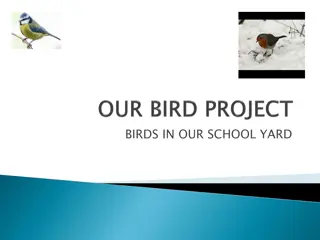 Beautiful Birds of Ireland's School Yard