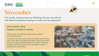 Bee Behavior in Winter Months