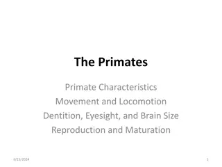 Primate Characteristics: Movement, Dexterity, and More