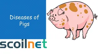 Managing and Preventing Diseases in Pig Farming