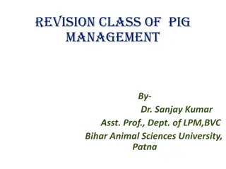 Pig Management Essentials in India