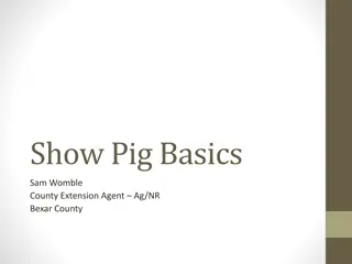 Show Pig Basics: Managing Weight and Exercising Tips