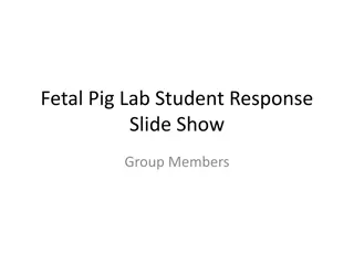 Fetal Pig Dissection Lab: Observing External Features and Respiratory System