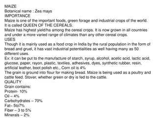 The Importance and Cultivation of Maize Worldwide