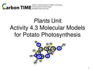 Potato Photosynthesis: Molecular Models and Chemical Changes