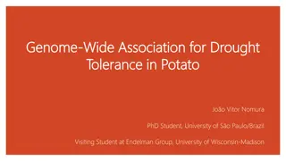 Genome-Wide Association for Drought Tolerance in Potato Study