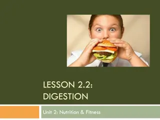 Digestion: A Journey Through the Digestive System