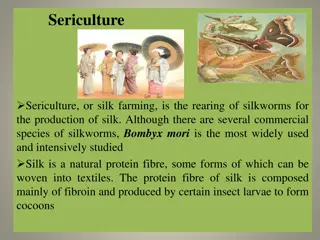 Overview of Sericulture and Different Types of Silk