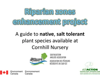 Enhancing Riparian Zones: A Guide to Native Salt-Tolerant Plants at Cornhill Nursery