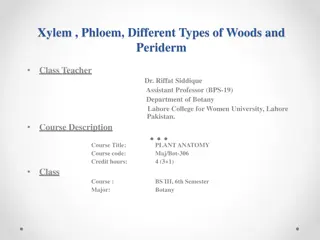 Understanding Xylem, Phloem, and Vascular Bundles in Plant Anatomy