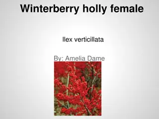 Winterberry Holly: Care Guide and Planting Tips