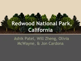 Redwood National Park, California: A Natural Wonder