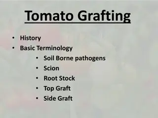 Understanding Tomato Grafting: History, Techniques, and Benefits