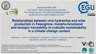 Vine Hydraulics and Wine Production in Falanghina: A Study on Sustainability in the Context of Climate Change