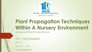 Plant Propagation Techniques in Nursery Environment