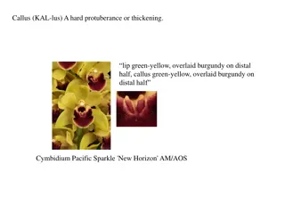 Orchid Anatomy Illustrated: A Visual Guide to Terms and Structures