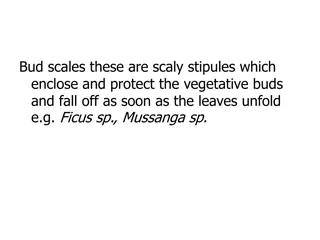 Leaf Anatomy: Bud Scales to Leaf Apex Shapes