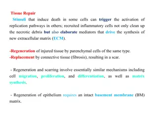 Tissue Repair Mechanisms: Regeneration and Fibrosis