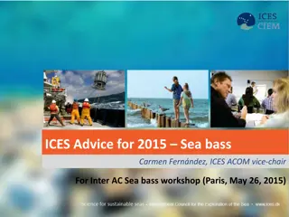 ICES Advice for 2015 Sea Bass Stock Structure Uncertain