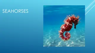 Fascinating Facts About Seahorses