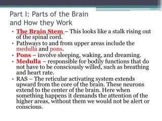 Parts of the Brain and Their Functions