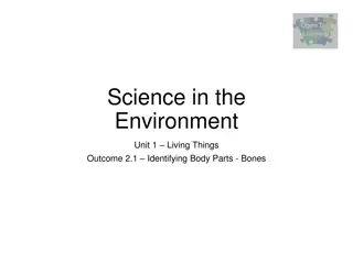 Exploring Human Bones: An Introduction to the Skeletal System