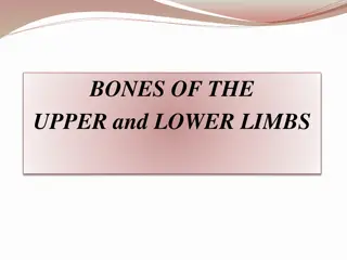 The Bones of Upper and Lower Limbs