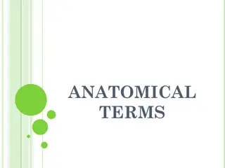 Anatomical Terminology Evolution: From Latin to Modern Standards