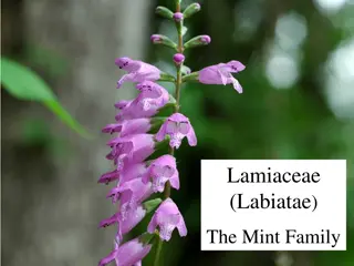 Lamiaceae (Labiatae) - The Fascinating Mint Family