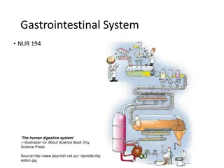 The Human Digestive System