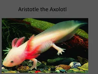 Exciting Class Pet Project: Welcoming Aristotle the Axolotl!