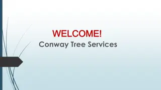 Best Tree Removal Services in Carrum Downs