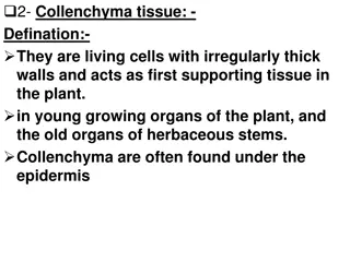 Understanding Collenchyma and Sclerenchyma Tissues in Plants