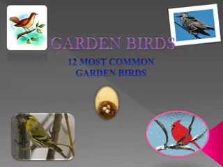 Common Garden Birds: Discover the Bird Species That Visit Your Garden