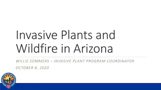 Managing Invasive Plants and Wildfire in Arizona