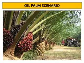 Overview of Oil Palm Cultivation: Yield, Climate, and Major Producing Countries