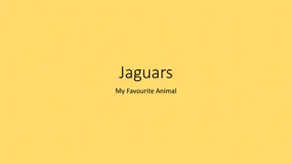 Discover Fascinating Facts About Jaguars