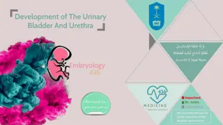 Development of the Urinary Bladder and Urethra in Embryology