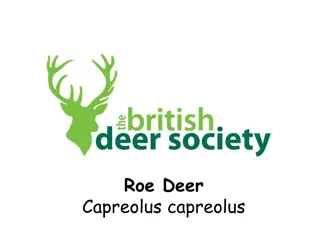 Discovering the Fascinating Roe Deer: All About Their Appearance and Behavior