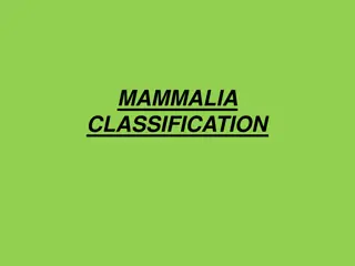 Mammalia Classification and Characteristics