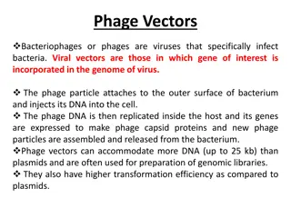 Phage Vectors in Genetic Engineering