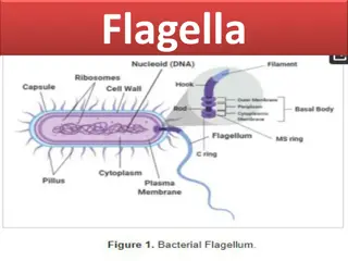 Bacterial Flagella: Structure and Function