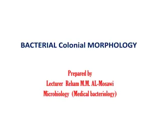 Bacterial Colony Morphology for Microbiology Analysis