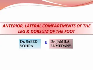 Fascial Compartments and Anatomy of Leg and Foot