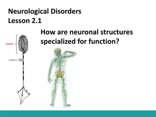 Neuronal Specialization and Functions